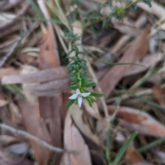 Rhytidosporum procumbens (White Marianth) at Rye Park, NSW - 17 Oct 2022 by mainsprite