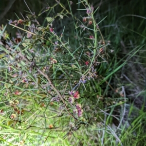 Daviesia genistifolia at Forde, ACT - 17 Oct 2022