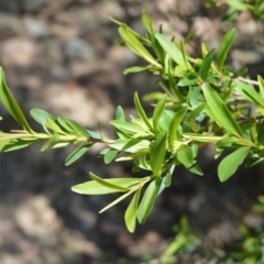 Leptospermum emarginatum (Twin Flower Teatree) at Buangla, NSW - 19 Oct 2022 by plants