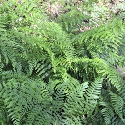 Hypolepis muelleri (Harsh Ground Fern, Swamp Bracken) at Buangla, NSW - 19 Oct 2022 by plants