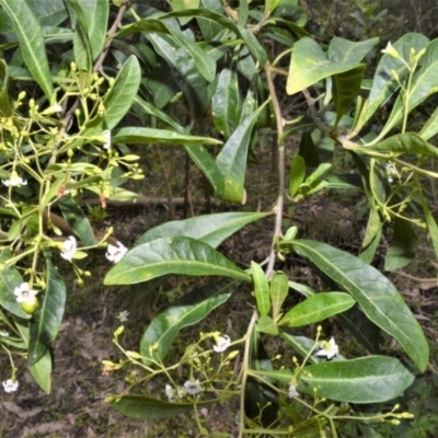 Duboisia myoporoides (Corkwood, Eye-opening Tree) at Buangla, NSW - 19 Oct 2022 by plants