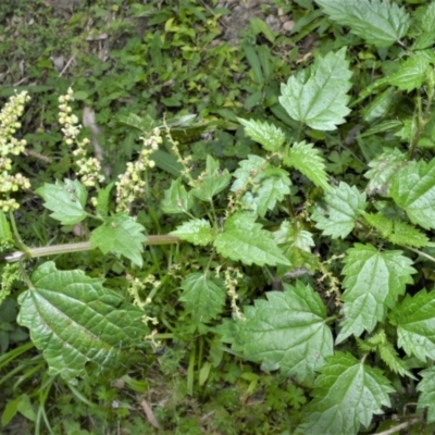 Urtica incisa (Stinging Nettle) at Buangla, NSW - 19 Oct 2022 by plants