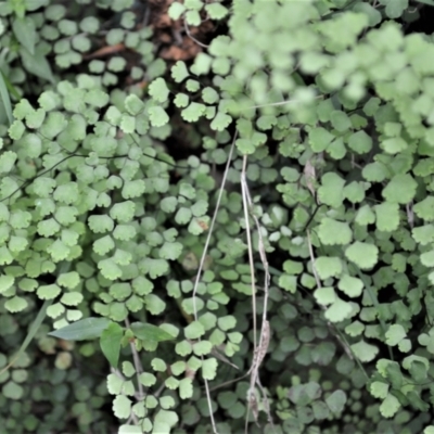 Adiantum aethiopicum (Common Maidenhair Fern) at Buangla, NSW - 19 Oct 2022 by plants