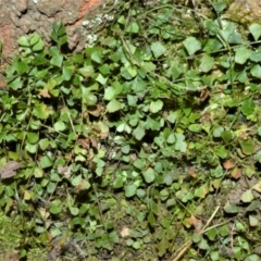 Asplenium flabellifolium (Necklace Fern) at Buangla, NSW - 19 Oct 2022 by plants