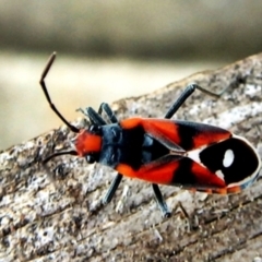 Melanerythrus mactans (A seed bug) at Crooked Corner, NSW - 12 Sep 2017 by Milly