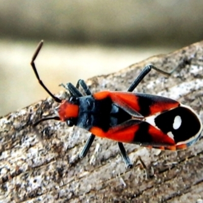 Melanerythrus mactans (A seed bug) at Crooked Corner, NSW - 12 Sep 2017 by Milly