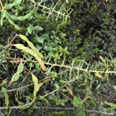 Acacia ulicifolia (Prickly Moses) at Yalwal, NSW - 19 Oct 2022 by plants