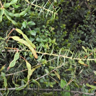 Acacia ulicifolia (Prickly Moses) at Yalwal, NSW - 19 Oct 2022 by plants