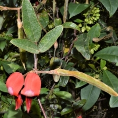 Kennedia rubicunda (Dusky Coral Pea) at Yalwal, NSW - 19 Oct 2022 by plants