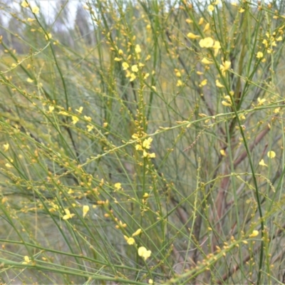 Viminaria juncea (Golden Spray) at Yerriyong, NSW - 20 Oct 2022 by plants