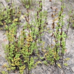 Cheilanthes sieberi subsp. sieberi (Mulga Rock Fern) at Yerriyong, NSW - 20 Oct 2022 by plants