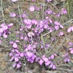 Tetratheca decora (A pink bells) at Barringella, NSW - 20 Oct 2022 by plants