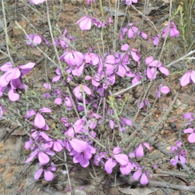 Tetratheca decora (A pink bells) at Barringella, NSW - 20 Oct 2022 by plants