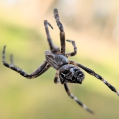 Backobourkia sp. (genus) (An orb weaver) at Throsby, ACT - 19 Oct 2022 by BelindaWilson