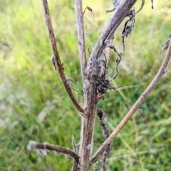 Backobourkia sp. (genus) at Throsby, ACT - 20 Oct 2022