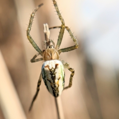 Plebs bradleyi (Enamelled spider) at Throsby, ACT - 19 Oct 2022 by BelindaWilson