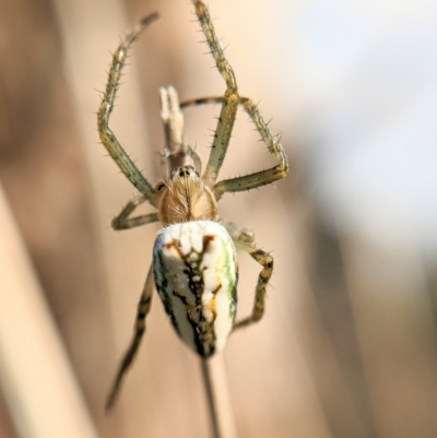 Plebs bradleyi (Enamelled spider) at Throsby, ACT - 20 Oct 2022 by BelindaWilson
