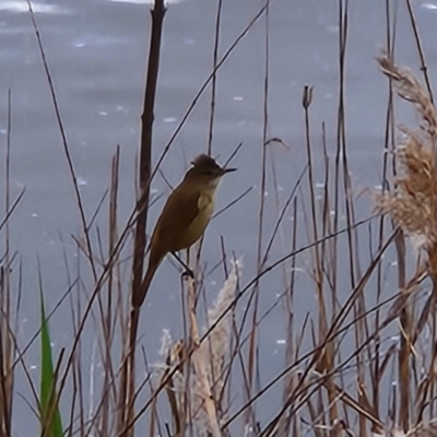 Acrocephalus australis (Australian Reed-Warbler) at Greenway, ACT - 19 Oct 2022 by NathanaelC