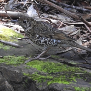 Zoothera lunulata at Acton, ACT - 19 Oct 2022