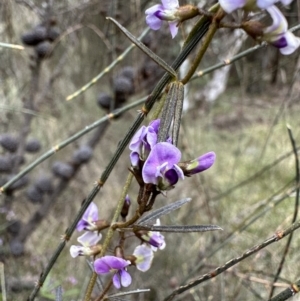 Glycine clandestina at Ainslie, ACT - 4 Oct 2022