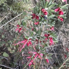 Grevillea lanigera (Woolly Grevillea) at Tennent, ACT - 19 Oct 2022 by Pirom