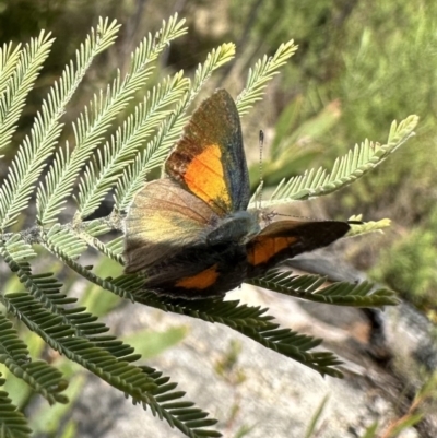 Paralucia aurifera (Bright Copper) at Tennent, ACT - 18 Oct 2022 by Pirom