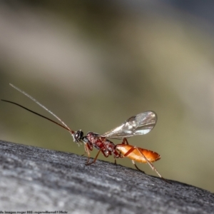 Ichneumonidae (family) at Bruce, ACT - 19 Oct 2022