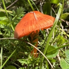 Hygrocybe sp. (Hygrocybe) at Namadgi National Park - 19 Oct 2022 by Pirom