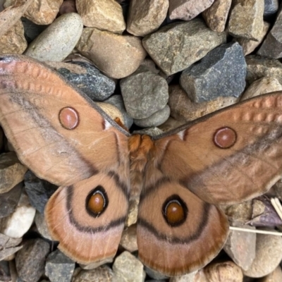 Opodiphthera eucalypti (Emperor Gum Moth) at Yass, NSW - 20 Oct 2022 by androo