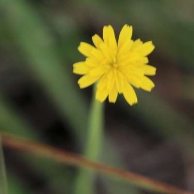 Hypochaeris glabra (Smooth Catsear) at Glenroy, NSW - 19 Oct 2022 by KylieWaldon