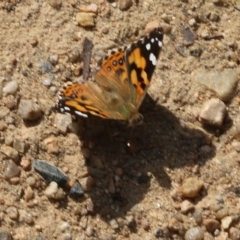 Vanessa kershawi (Australian Painted Lady) at Glenroy, NSW - 19 Oct 2022 by KylieWaldon