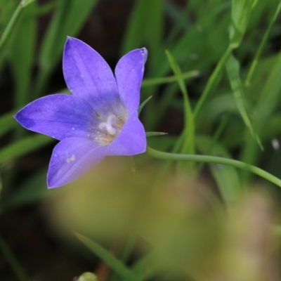 Wahlenbergia sp. (Bluebell) at Glenroy, NSW - 19 Oct 2022 by KylieWaldon