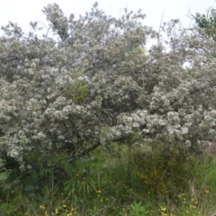 Zieria granulata (Illawarra Zieria) at Shell Cove, NSW - 13 Oct 2022 by plants