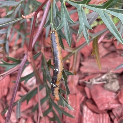 Oenochroma vinaria (Pink-bellied Moth, Hakea Wine Moth) at Long Beach, NSW - 20 Oct 2022 by mbmiyagi