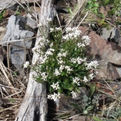 Cardamine franklinensis (Franklin Bitter Cress) at Booth, ACT - 11 Oct 2022 by sangio7