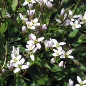 Cardamine franklinensis at Booth, ACT - 11 Oct 2022 02:28 PM