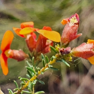 Dillwynia phylicoides (A Parrot-pea) at Gundaroo, NSW - 17 Oct 2022 by Gunyijan