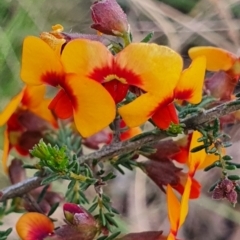 Dillwynia phylicoides at Gundaroo, NSW - 17 Oct 2022 05:16 PM