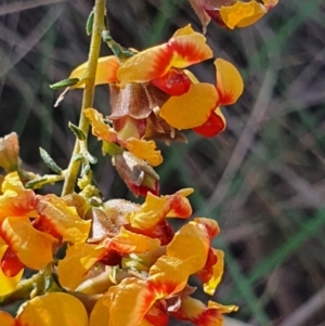 Dillwynia phylicoides at Gundaroo, NSW - 17 Oct 2022 05:16 PM