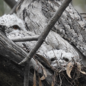 Podargus strigoides at Kambah, ACT - 20 Oct 2022