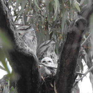 Podargus strigoides at Kambah, ACT - 20 Oct 2022