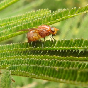 Lauxaniidae (family) at Acton, ACT - 19 Oct 2022 01:31 PM