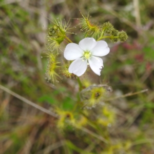 Drosera gunniana at Kambah, ACT - 20 Oct 2022 12:43 PM