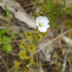 Drosera gunniana at Kambah, ACT - 20 Oct 2022 12:43 PM