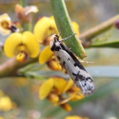 Philobota lysizona (A concealer moth) at Kambah, ACT - 20 Oct 2022 by HelenCross