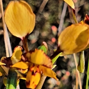 Diuris pardina at Gundaroo, NSW - suppressed