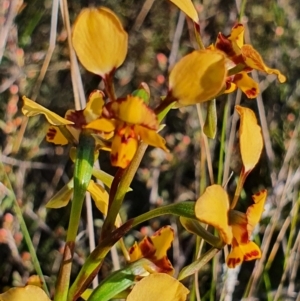 Diuris pardina at Gundaroo, NSW - suppressed