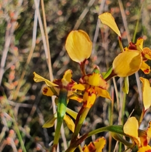 Diuris pardina at Gundaroo, NSW - suppressed