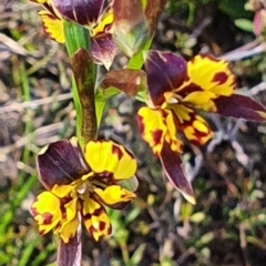 Diuris sp. (A Donkey Orchid) at Gundaroo, NSW - 17 Oct 2022 by Gunyijan