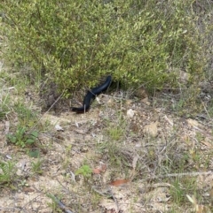 Pseudechis porphyriacus (Red-bellied Black Snake) at Cotter River, ACT - 20 Oct 2022 by tjwells